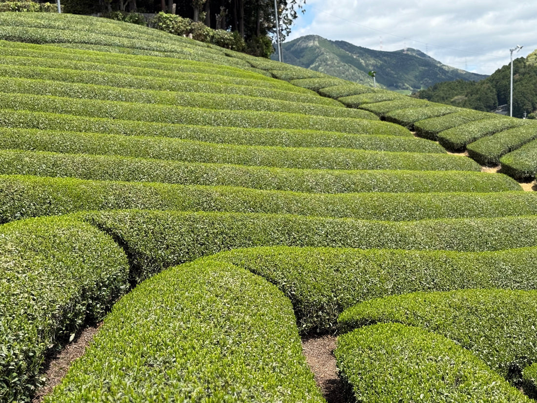 Matcha and Iron Absorption: What You Actually Need to Know