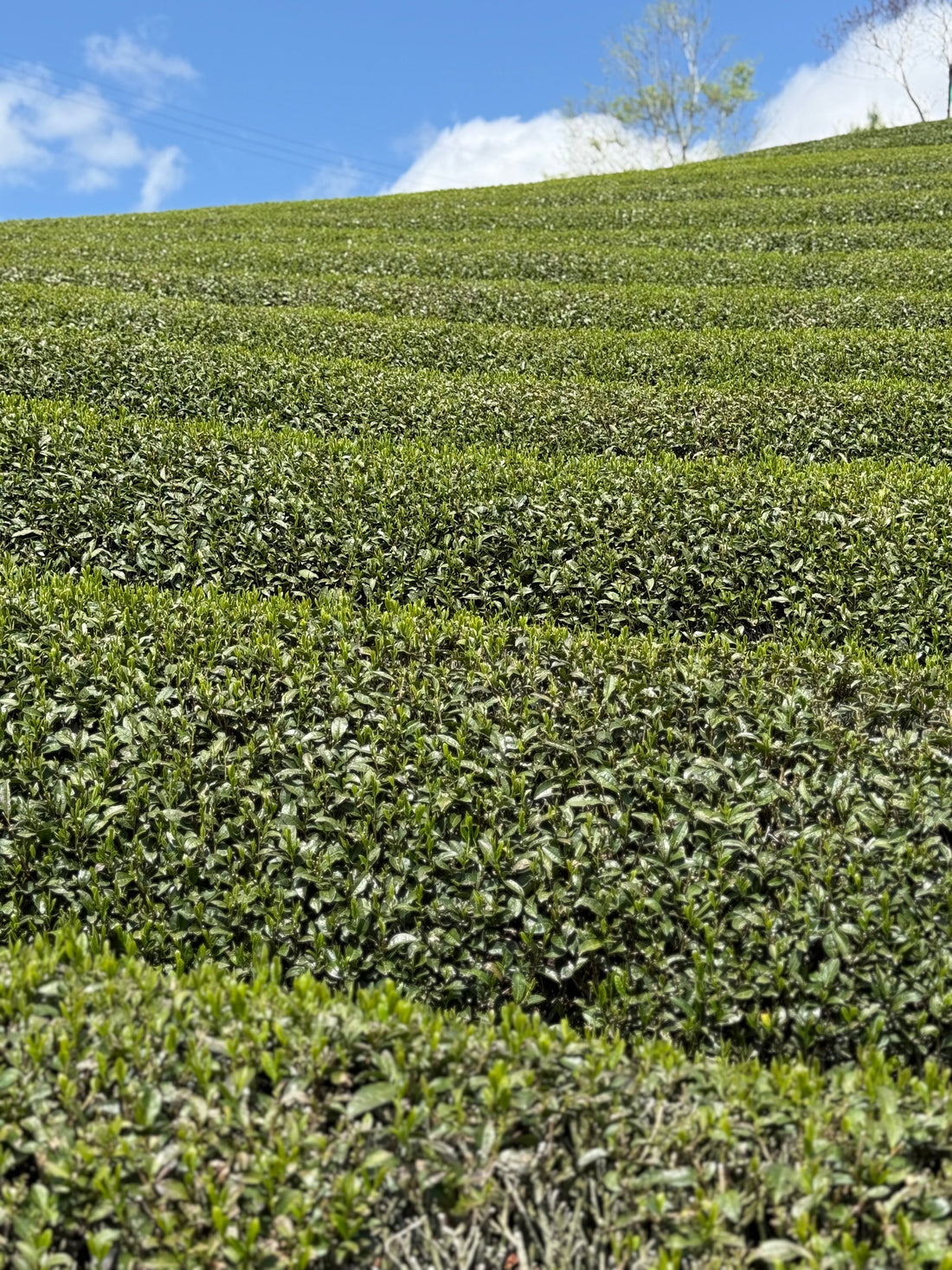 Matcha and Antioxidants: What EGCG Actually Does for Your Body
